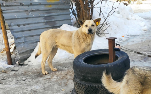 "С детьми страшно идти!" - бродячие собаки вышли на улицы Владимира