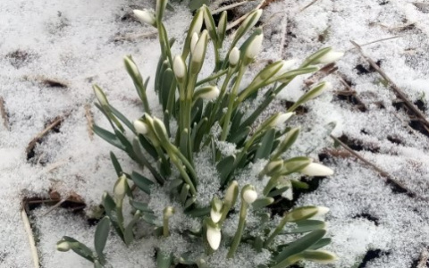 Во Владимире на улице Труда расцвели подснежники