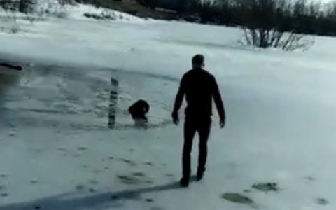 В Кольчугине мужчина вытащил из полыньи собаку