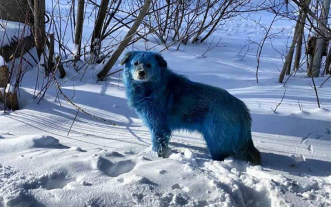 В ковровской мэрии будут работать синие собаки