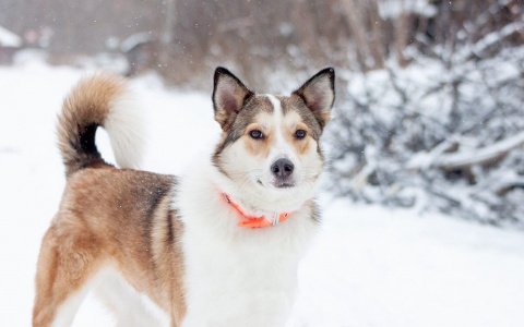 Собаки-скитальцы из владимирского приюта ищут новый дом