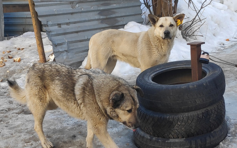 Во Владимирской области появится несколько областных приютов для бездомных животных