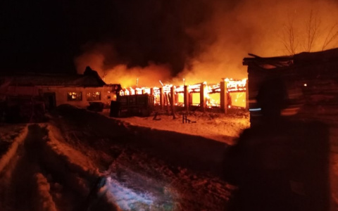 Во Владимирской области сгорели несколько коров