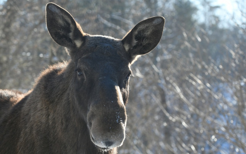 Во Владимирской области поймали убийцу беременной лосихи