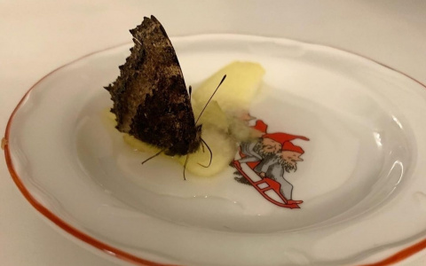 Жительница Владимира спасла бабочку от холода