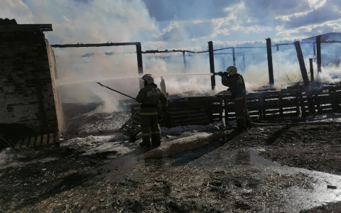 Во Владимирской области сгорела ещё одна животноводческая ферма