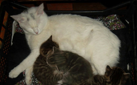 Домашних любимцев теперь не смогут забрать за долги хозяина