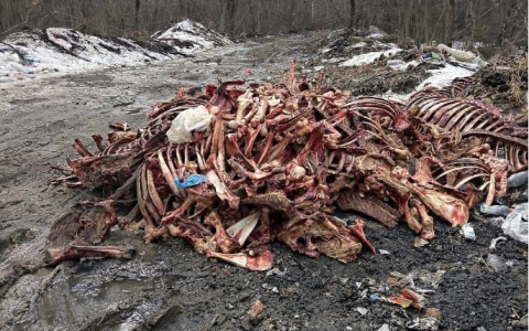 В Петушинском районе нашли опасную свалку останков животных