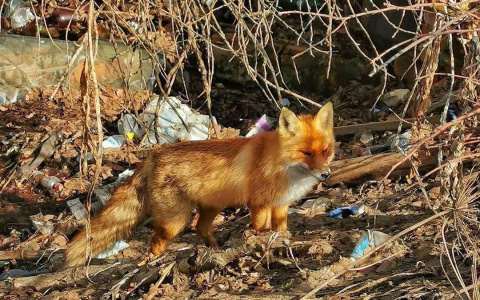 Житель Коврова заснял гуляющую среди мусора лису