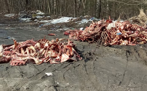 Петушинский район завалили останками животных