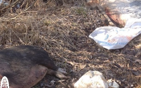 Под Муромом нашли 3 трупа заражённых африканской чумой свиней