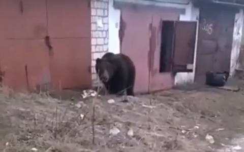 По улицам Кольчугина гуляет бурый медведь