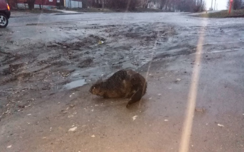 Житель Юрьев-Польского снял бобра, бродившего среди города
