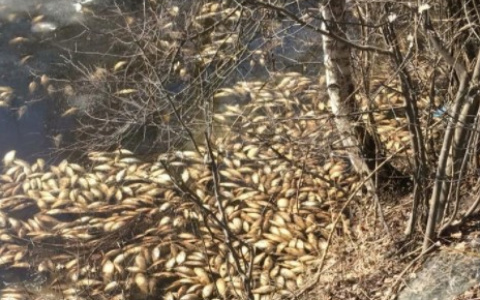 "Рыбу в пруду никто не травил, это естественная убыль"