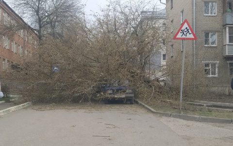 На улице Пичугина дерево упало на две легковушки