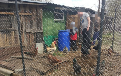 Во Владимирской области массово травят кур