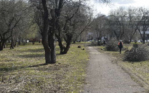 Во Владимире ради нового сквера уничтожают деревья с гнёздами птиц