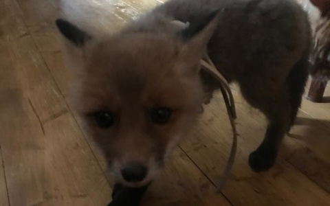 В Юрьев-Польском лисенка водят гулять на поводке