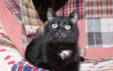 Домашних питомцев в России поставят на учёт