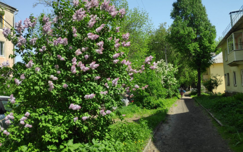 Начало рабочей недели будет солнечным, а к выходным придут дожди