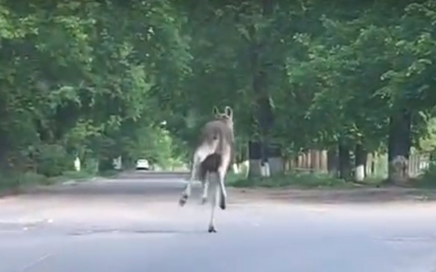 В Кольчугино по улицам бегал молодой лось