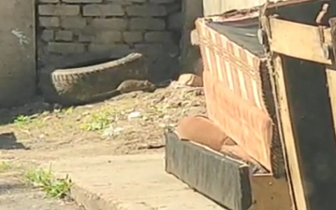 Нашествие крыс в Перекопском городке: кто избавит жителей от грызунов?