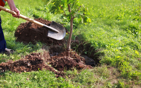 В нескольких районах Владимира высадят новые деревья