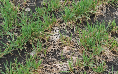 Владимирская область потеряла более 20 % урожая озимых из-за снежной плесени