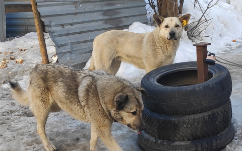7 изменений в обращении с безнадзорными животными во Владимире