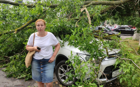 На Никитской у областной стоматологии дерево упало на несколько машин