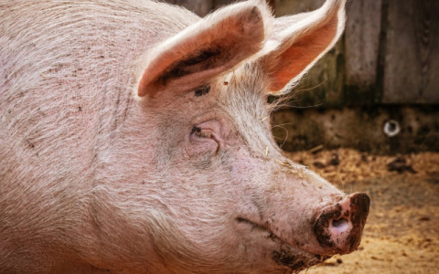 В Муромском районе выявили вирус африканской чумы свиней