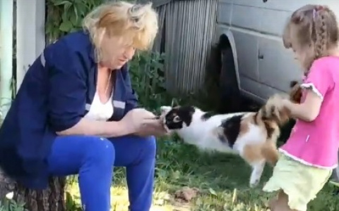 Девочка с бабушкой пытались разорвать кошку пополам