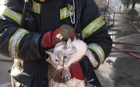 Ковровские пожарные спасли котов из горящего дома
