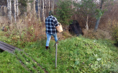В лесу во Владимирской области грибники нашли труп мужчины