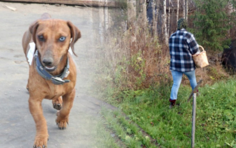 Новости этого дня: нападение домашних собак на девочку и труп в лесу