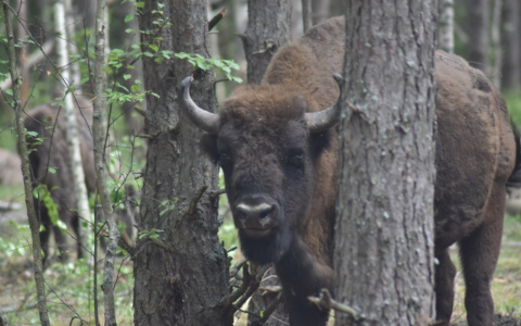 В Национальном парке "Мещера" обнаружили труп зубра