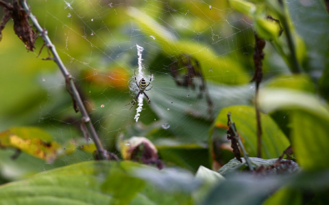 "Эти пауки уже стали для Владимира оседлыми, как и богомолы"