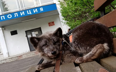 Это "песец"! Откровения владимирца о жизни под одной крышей с пушистым сорванцом