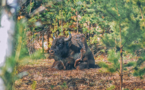 Зубров из нацпарка "Мещера" выпустили на вольный выпас