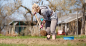 «Докопалась»: как картошка довела жительницу Владимира до больницы
