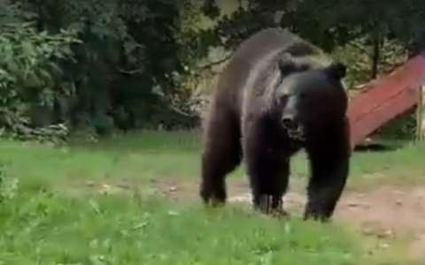 Жители посёлка в Александровском районе встретились с медведем