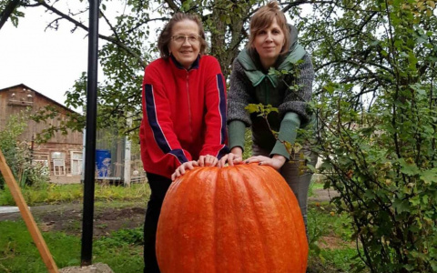 Семья из Меленок вырастила гигантскую тыкву