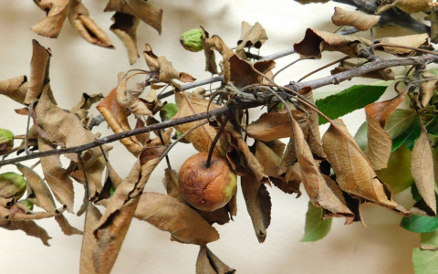 Во Владимирской области боятся распространения опасного заболевания плодовых