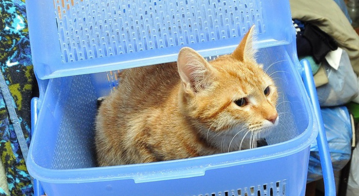 В Сети требуют реальный срок для жителя Коми, постиравшего кота в машинке