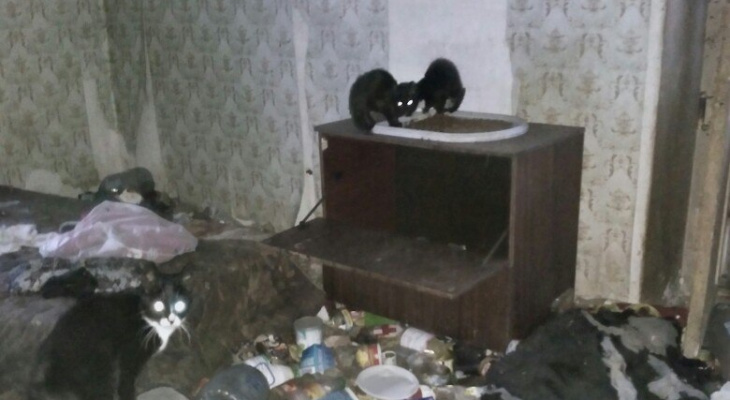 В Камешково 30 кошек обречены умирать в квартире жестокой хозяйки