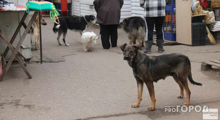 В Судогде женщину едва не загрызла свора бездомных собак