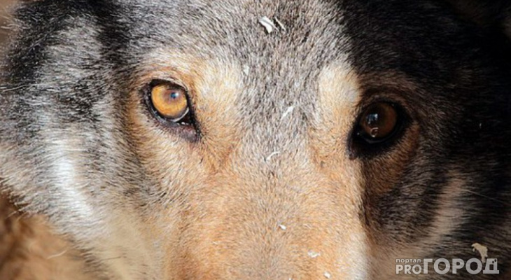 Во Владимирской области в объектив видеоловушки попалась семья волков