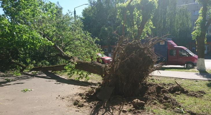 В Муроме 13-летнюю девочку придавило упавшим деревом