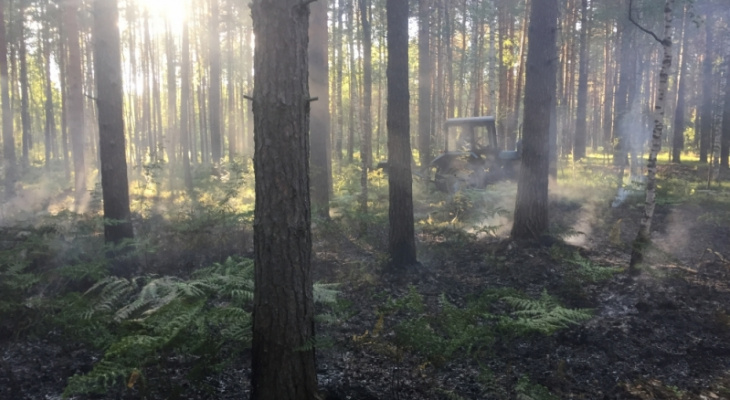 Сразу два лесных пожара потушили во Владимиркой области