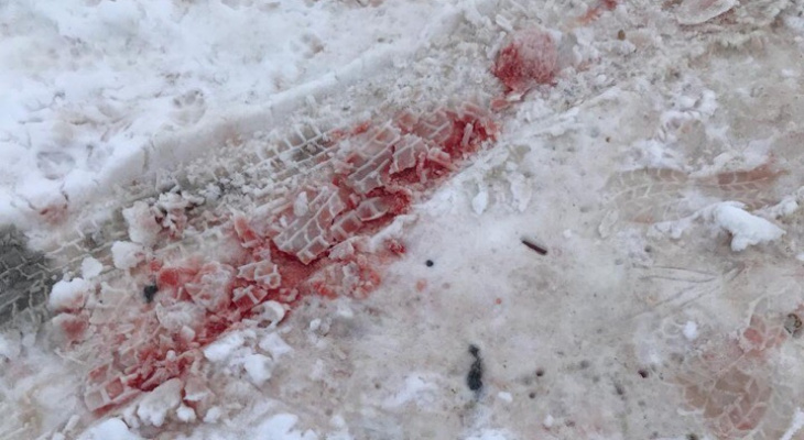 Личность парня, найденного со следами укусов собак в Добром, установлена - Владимир, февраль 2019